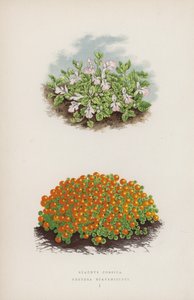 Stachys Corsica; Nertera Scapanioides - English School