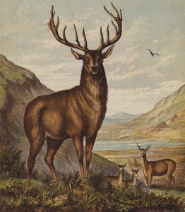 Cerf