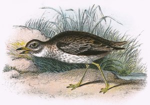 Œdicnème criard