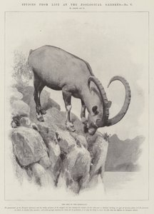 Études de la vie aux jardins zoologiques