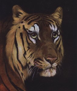 Étude de la tête d