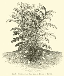 Branches souterraines ou tubercules de pomme de terre - English School