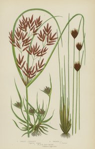Cyperus doux, cyperus brun, jonc noir des marais - English School