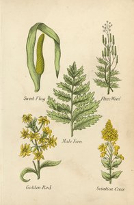 Acore odorant, Lin de mer, Fougère mâle, Verge d