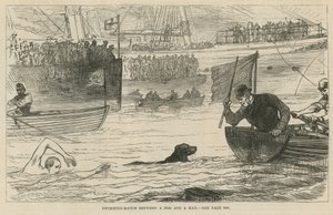 Course de natation entre un chien et un homme