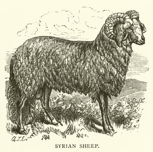 Moutons syriens - English School