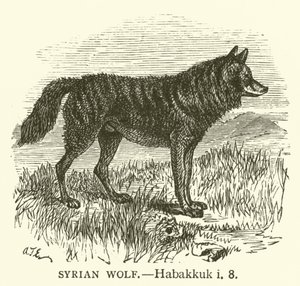 Loup Syrien, Habacuc, i, 8