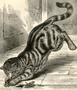 Chat tigré bondissant sur une souris - English School