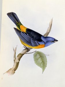 Tanagra Darwini, planche 34 de La Zoologie du Voyage du H.M.S. Beagle 1832-36, par Charles Darwin (1809-92), 1840