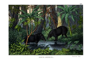 Tapir - English School