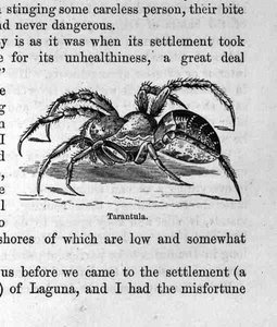Tarantule, de Saint-Domingue passé et présent par Samuel Hazard, pub. 1873