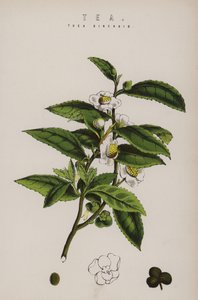Plante de thé