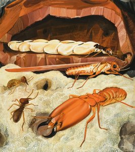 Termites