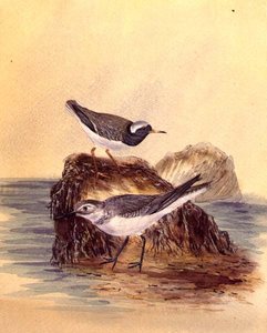 Sternes, c.1890