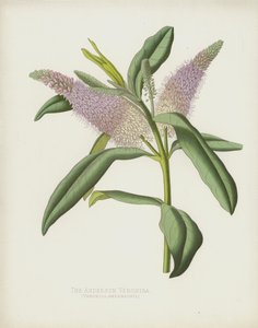 La Véronique d