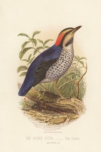 Pitta azur, Pitta cyanea