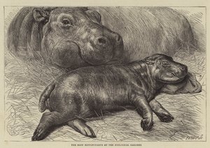 Le bébé hippopotame au jardin zoologique