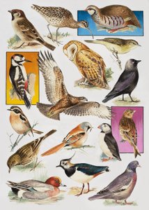 Les Oiseaux de Grande-Bretagne