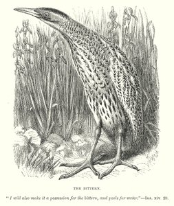 Le Bittern (gravure)