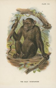 Le Chimpanzé chauve