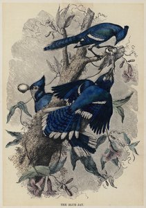 Le geai bleu