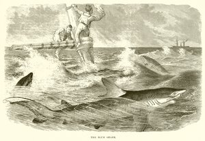 Le requin bleu