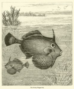 Le poisson-lime hérissé (gravure) - English School