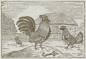 Le coq et le joyau (gravure) - English School