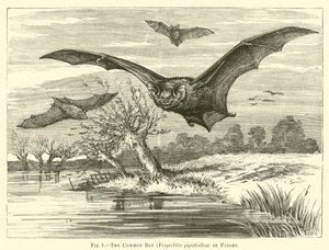 La chauve-souris commune, Vespertilio pipistrellus, en vol