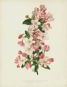 Le Pommier à Fleurs Abondantes, Pyrus (Malus) Floribunda - English School