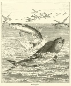 La Coryphène