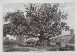Le chêne de Cowthope (gravure)