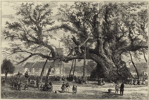 Le chêne de Cowthorpe