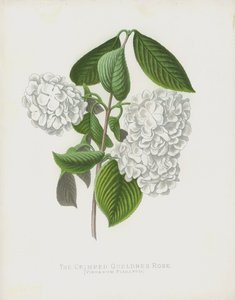 La Viorne Plissée, Viburnum Plicatum; var Dilatata