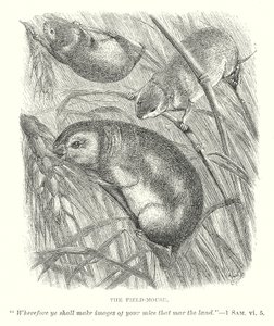 Le mulot (gravure) - English School