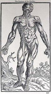 La Partie Antérieure des Muscles, planche de 