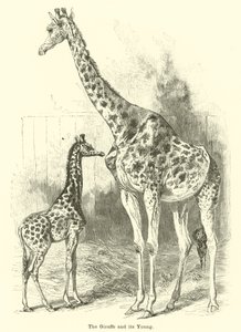 La girafe et son petit