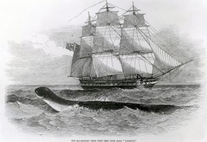 Le grand serpent de mer vu pour la première fois depuis le H.M.S. Daedalus