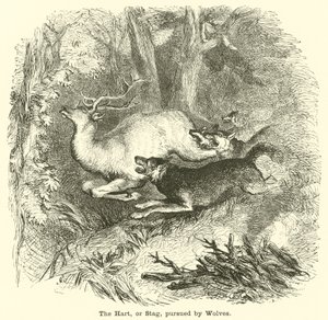 Le cerf, ou le cerf, poursuivi par des loups - English School