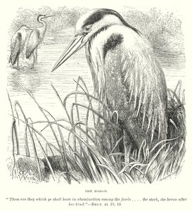Le Héron (gravure)