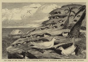 Le foyer du Paille en Queue ("Phaeton Aetherius"), ou oiseau de bosco, Île Ronde, près de Maurice
