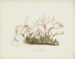 La Pleione Humble, Pleione Humilis