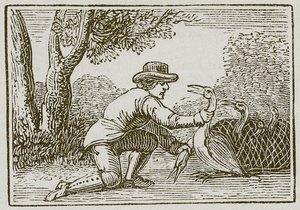 Le laboureur et la cigogne (gravure) - English School
