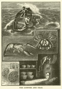 Le homard et le crabe - English School