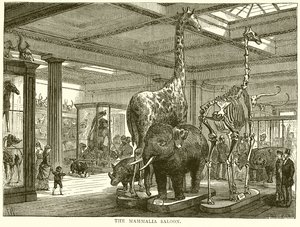 Le salon des mammifères