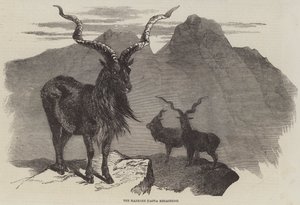 Le Markore, Capra Megaceros