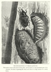 Les Métamorphoses de Calandra palmarum