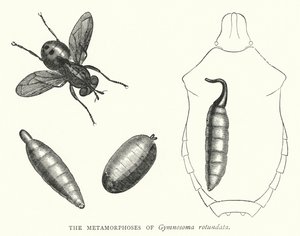 Les Métamorphoses de Gymnosoma rotundata - English School
