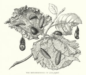 Les Métamorphoses de Lina populi - English School