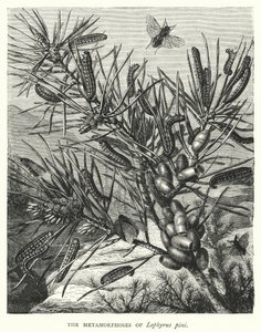 Les Métamorphoses de Lophyrus pini